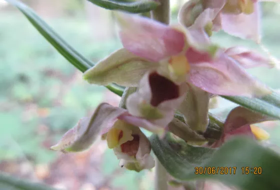Epipactis à larges feuilles 